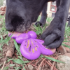 SP Butterfly Chew and Enrichment Toy