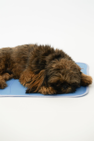 Cool Pet Pad (size: XS)