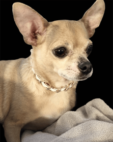 Leatherorzo Collar (Color: White, size: X Small)