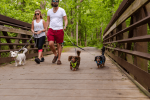 Appalachian Kiwi Green Flat Dog Leash