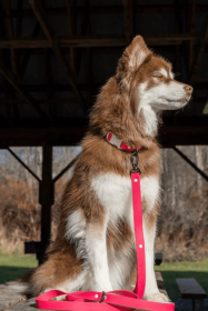 Red Mountain Syrah Waterproof Dog Leash (Color: Fuchsia)